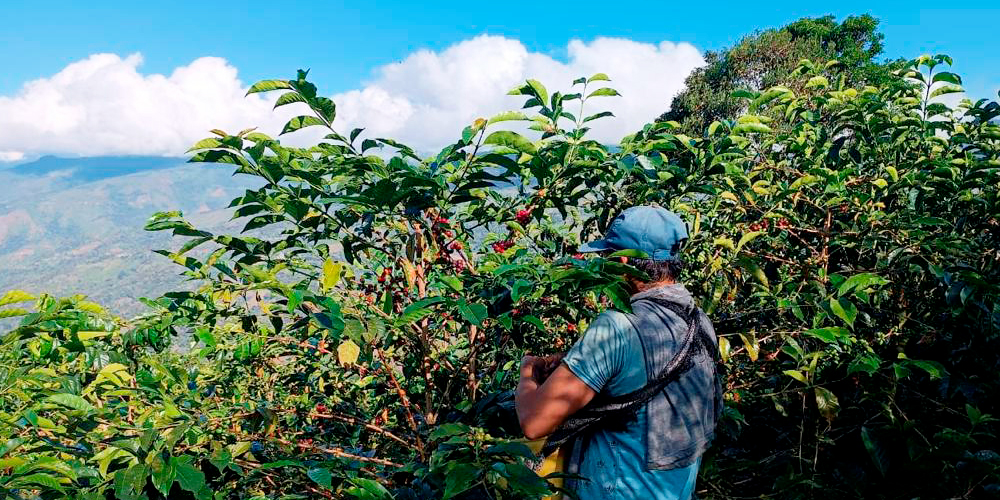 ペルー ミラフローレス農園の収穫時と農園風景