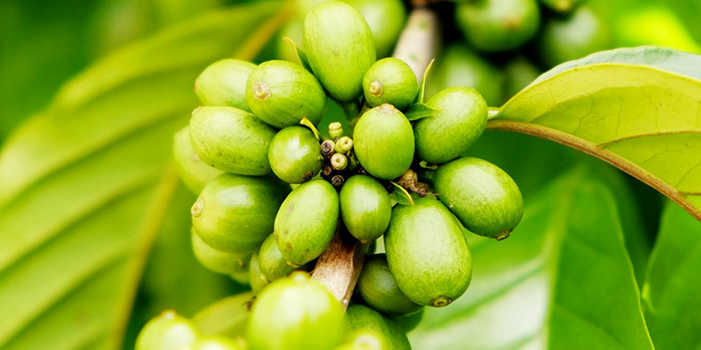 生育中の「コーヒーの実」、赤く完熟したら摘み取ります