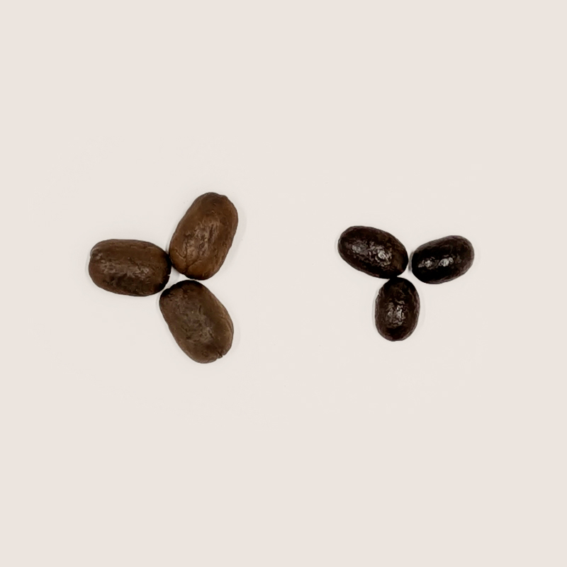  左が大粒のマラカトゥーラ種