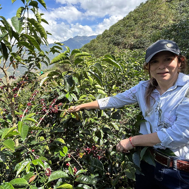ペルー・ミラフローレス農園で、熟したコーヒーチェリーを丁寧に収穫する女性の様子