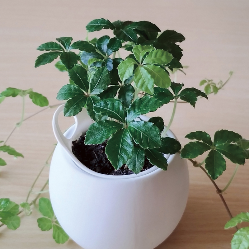 テーブルの上の観葉植物の鉢